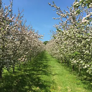 https://bowhayes-farm-camping-and-glamping.cardiffhotelswales.com